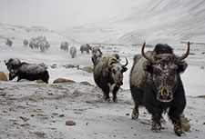 <b> photo n.30</b><br />click for enlarge